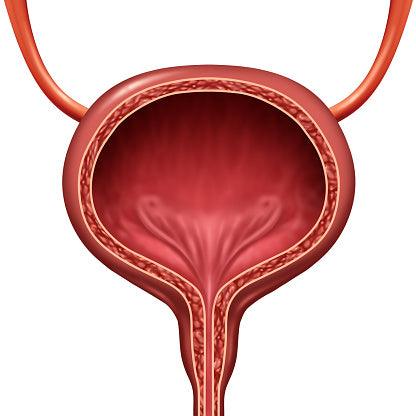 aus 800 artificial sphincter